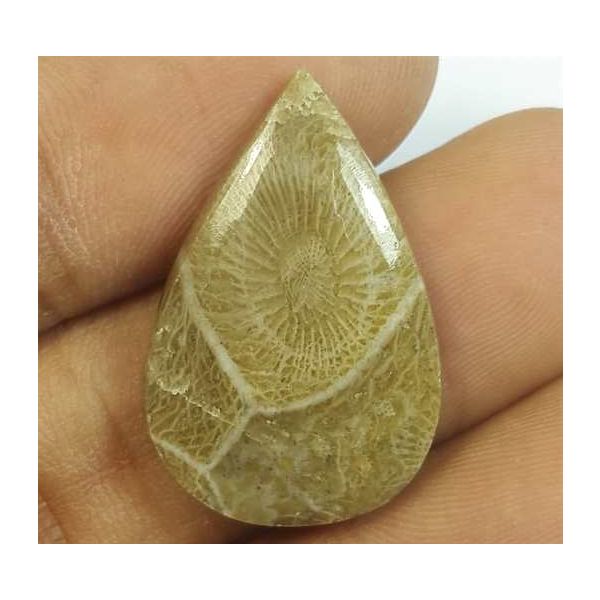 14.61 Carats Fossil Coral Morocco 24.65 x 16.37 x 4.80 mm