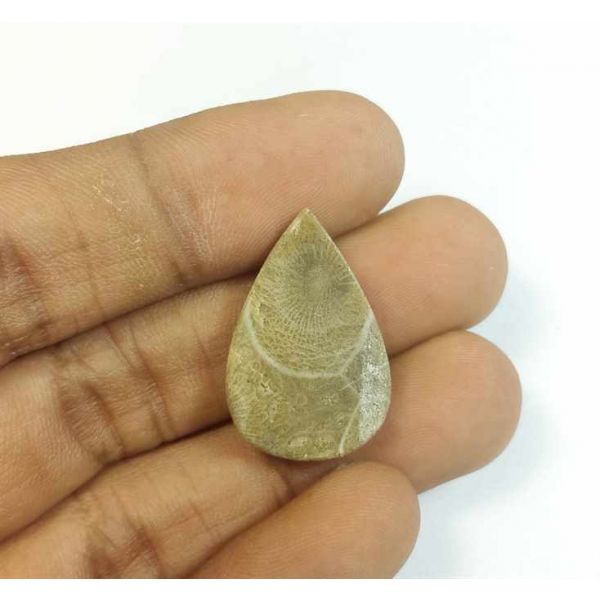 14.61 Carats Fossil Coral Morocco 24.65 x 16.37 x 4.80 mm