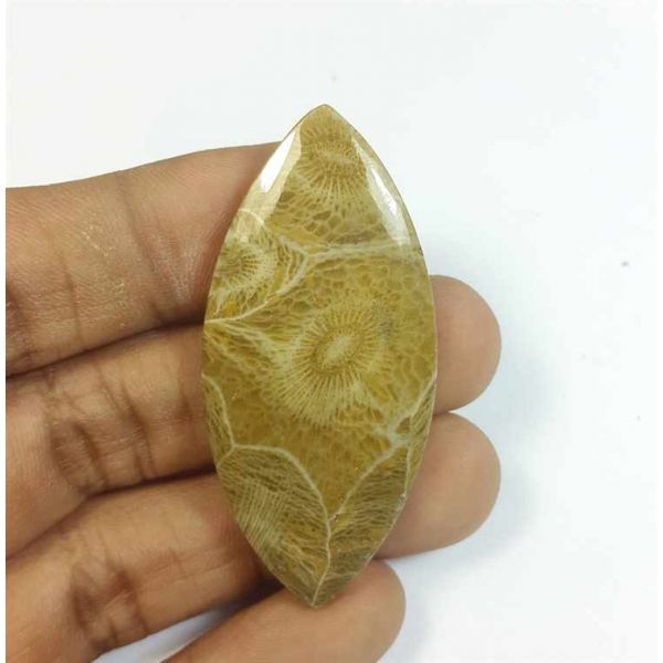 54.07 Carats Fossil Coral Morocco 51.09 x 23.75 x 5.76 mm
