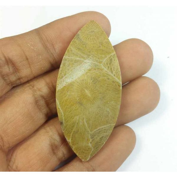 54.07 Carats Fossil Coral Morocco 51.09 x 23.75 x 5.76 mm