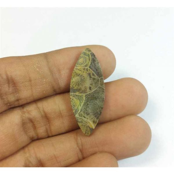 12.00 Carats Fossil Coral Morocco 31.89 x 12.64 x 3.80 mm