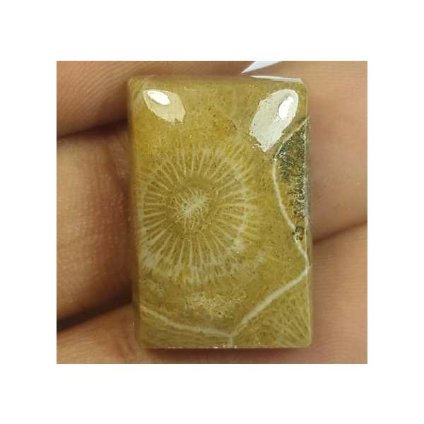 19.21 Carats Fossil Coral Morocco 21.18 x 14.27 x 6.04 mm