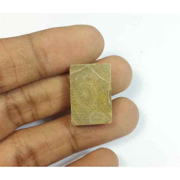 19.21 Carats Fossil Coral Morocco 21.18 x 14.27 x 6.04 mm