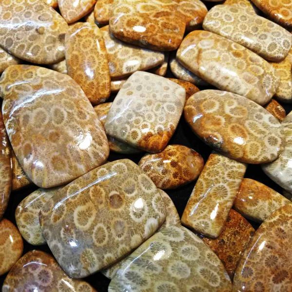 Fossil Coral Wholesale Lot Gemstone 