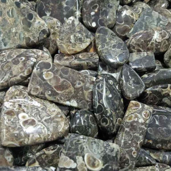 Toritella Fossil Wholesale Lot Gemstone 