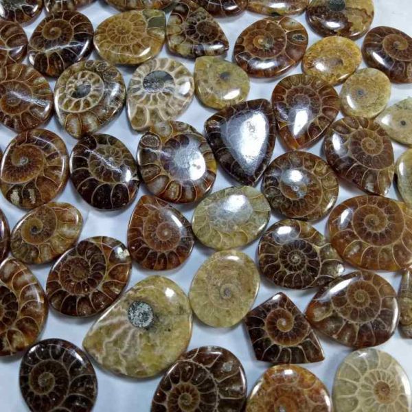 Ammonite Wholesale Lot Gemstone 