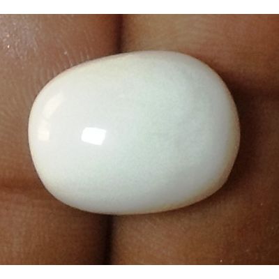 17.50 Carats Natural White Coral 17.22 x 13.30 x 8.25 mm