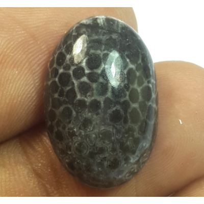 13.86 Carats Natural Colus fossil Oval Shaped 19.58x12.99x5.53 mm