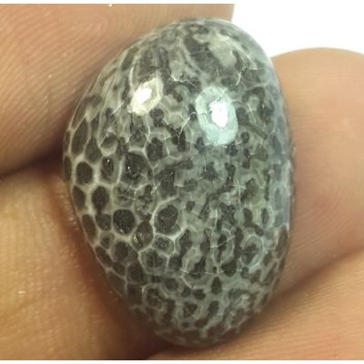 13.86 Carats Natural Colus fossil Fancy Shaped 19.58x12.99x5.53 mm