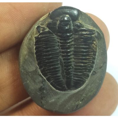 42.10 Carats Natural Trilobites Oval Shaped 26.74x22.20x8.07 mm