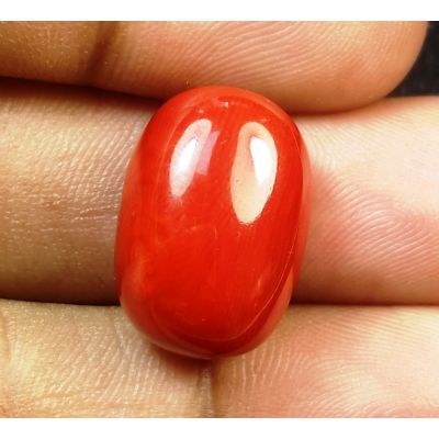 19.14 Carats Natural Italian Red Coral 17.90x12.55x9.50mm