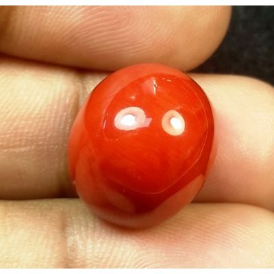 20.56 Carats Natural Italian Red Coral 16.05x13.82x11.75mm