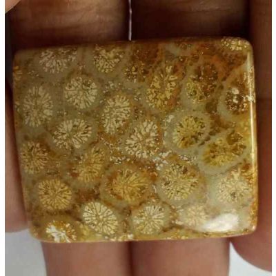 32.25 Carats Fossil Coral 29.45 x 24.58 x 4.75 mm