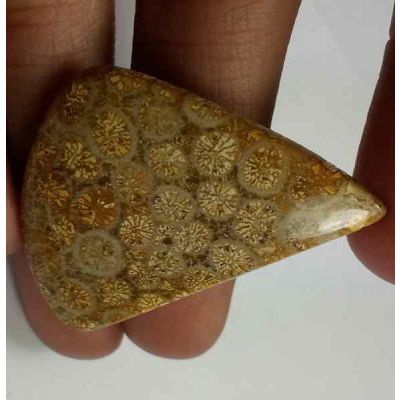 25.10 Carats Fossil Coral 35.86 x 28.36 x 3.81 mm