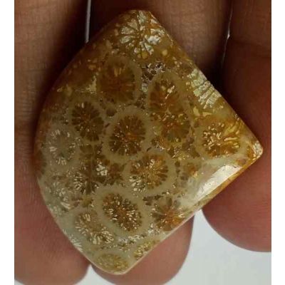 22.95 Carats Fossil Coral 22.87 x 20.85 x 5.34 mm