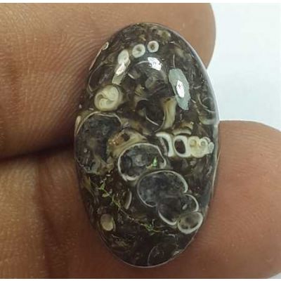 10.67 Carats Black and White Tutela Fossil 21.34 x 12.78 x 5.12 mm