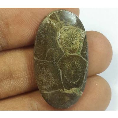 16.40 Carats Morocco Fossil Coral 31.40 x 17.14 x 3.93 mm