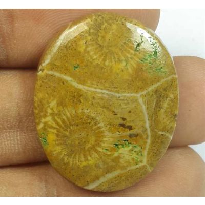 24.87 Carats Morocco Fossil Coral 28.18 x 22.53 x 4.91 mm
