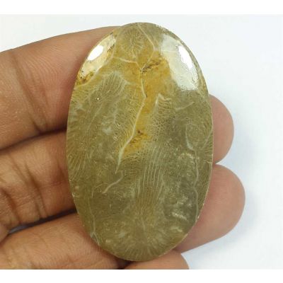 47.63 Carats Morocco Fossil Coral 43.34 x 26.64 x 4.81 mm