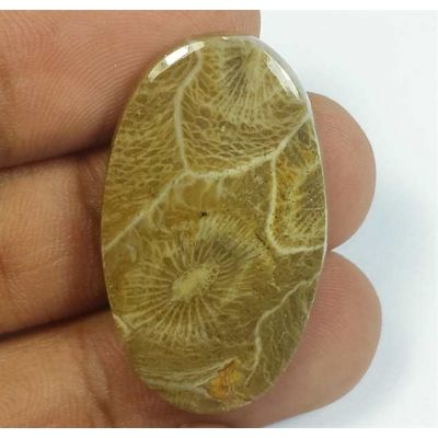 25.90 Carats Morocco Fossil Coral 32.82 x 19.46 x 4.68 mm