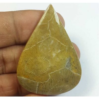 54.95 Carats Morocco Fossil Coral 44.84 x 32.45 x 5.61 mm