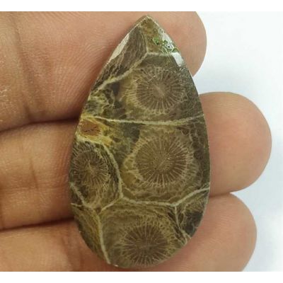 26.79 Carats Morocco Fossil Coral 34.15 x 19.23 x 4.90 mm