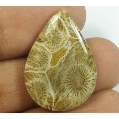 16.41 Carats Fossil Coral Morocco 25.81 x 18.58 x 4.37 mm