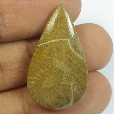 20.45 Carats Fossil Coral Morocco 29.77 x 17.29 x 5.18 mm